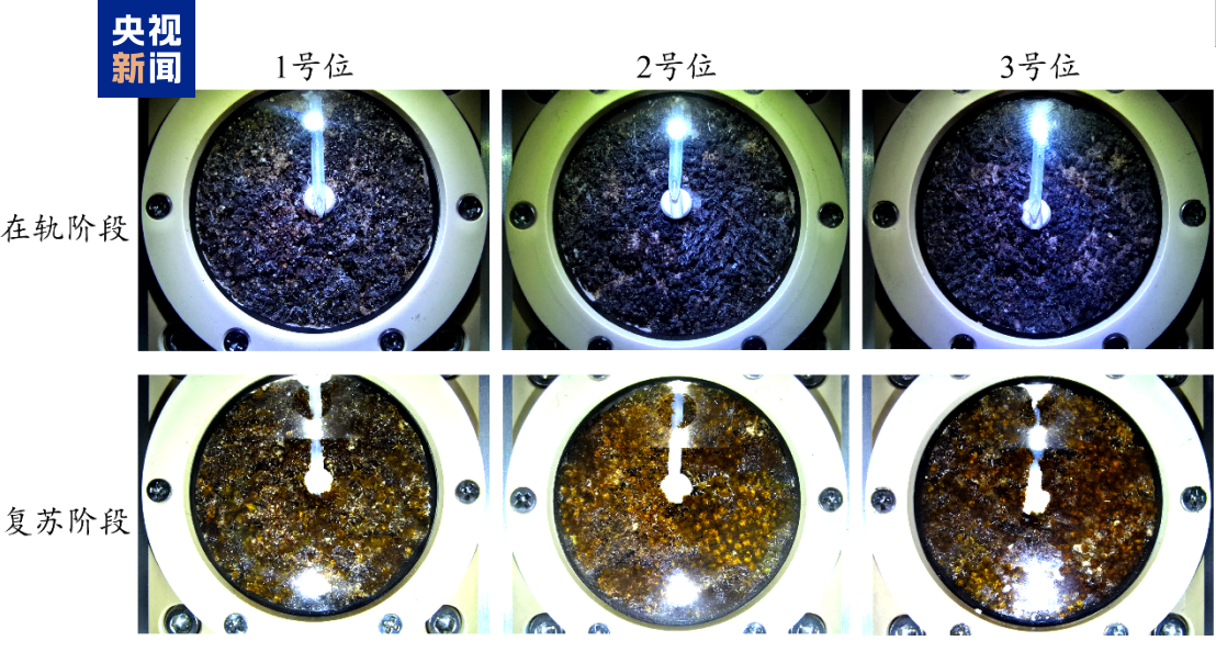 Comparison images show the in-orbit growth (top) and revival of Syntrichia caninervis. /CMG
