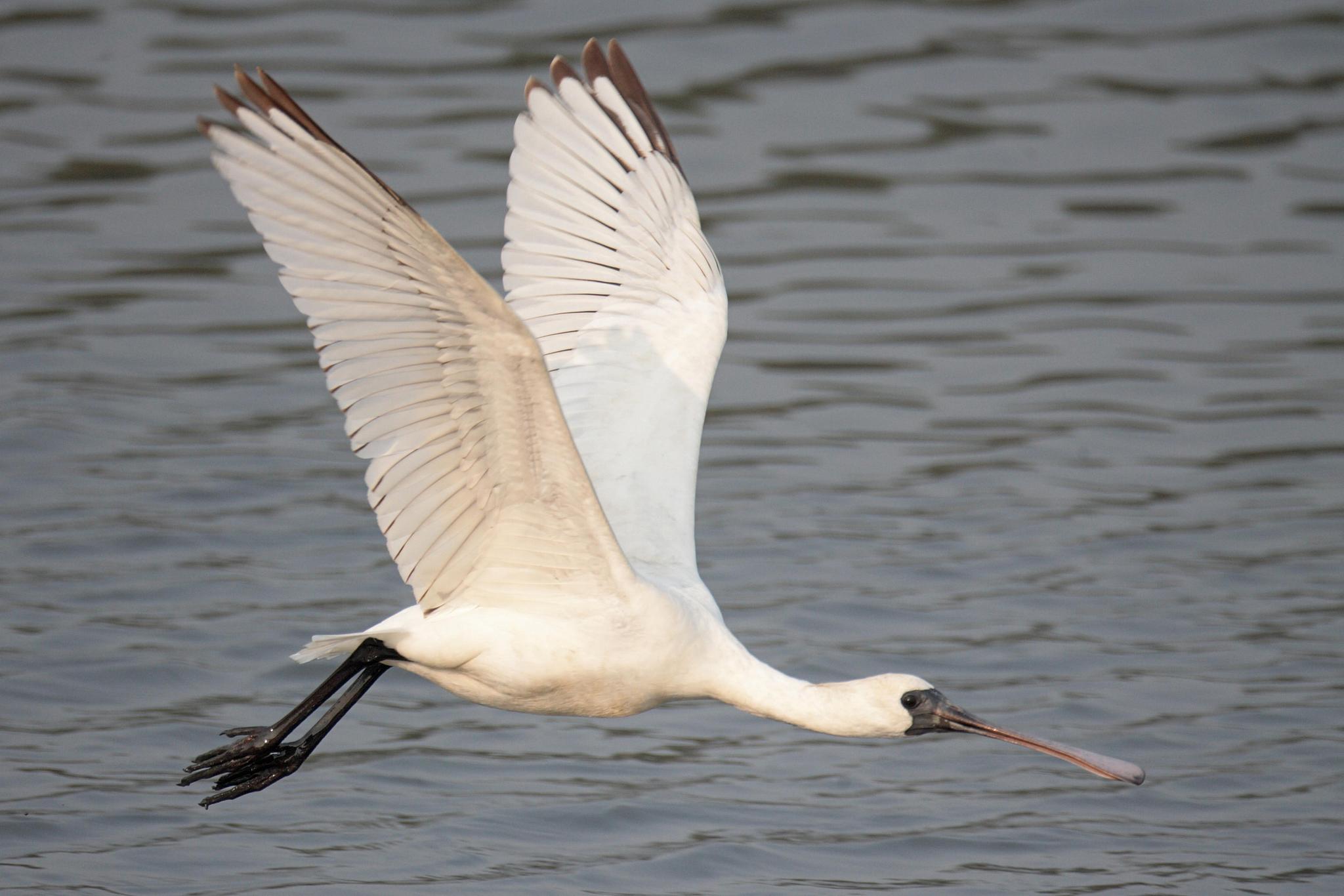 A black-faced spoonbill, a species under China's first-class state protection, is seen in Hong Kong SAR, China. /VCG