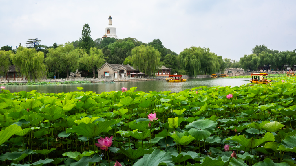 Fragrant lotuses burst into bloom at Beijing's Beihai Park