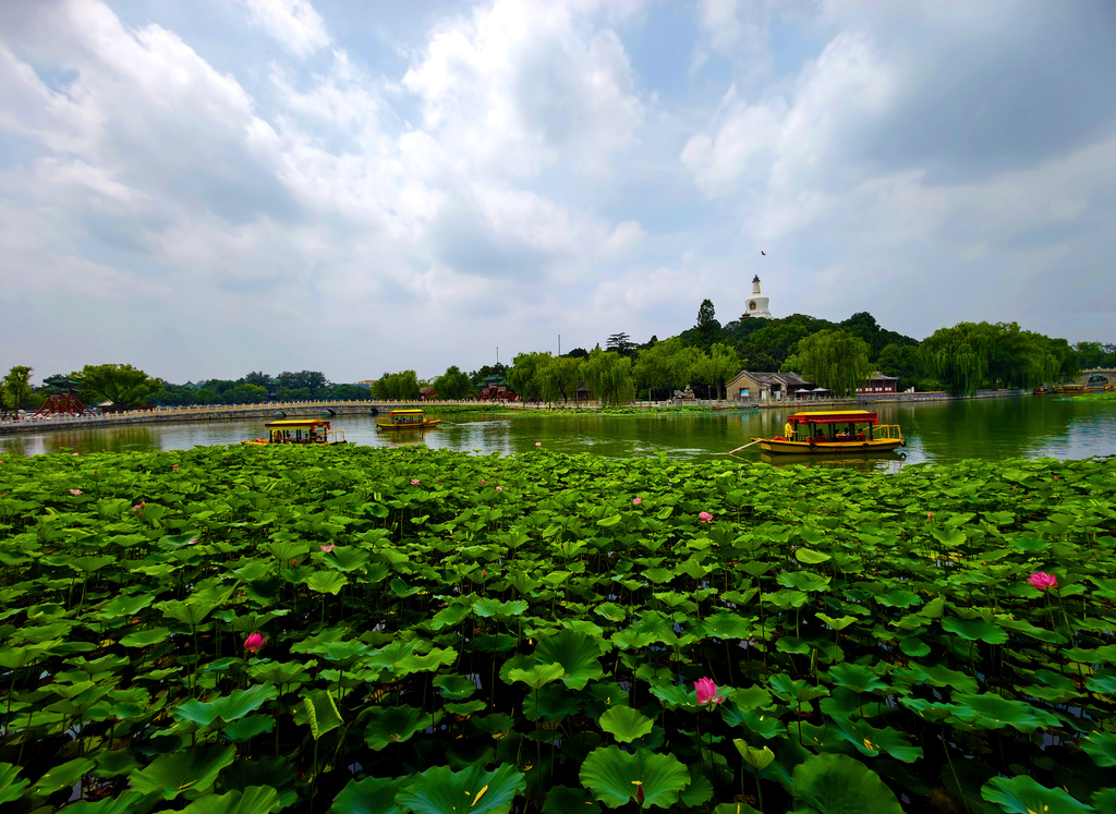 Lotus flowers at Beihai Park in Beijing enter their prime viewing period on July 1, 2026. /VCG