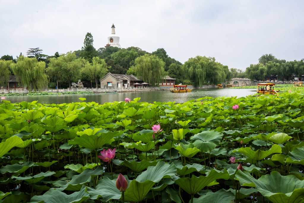 Lotus flowers at Beihai Park in Beijing enter their prime viewing period on July 1, 2026. /VCG
