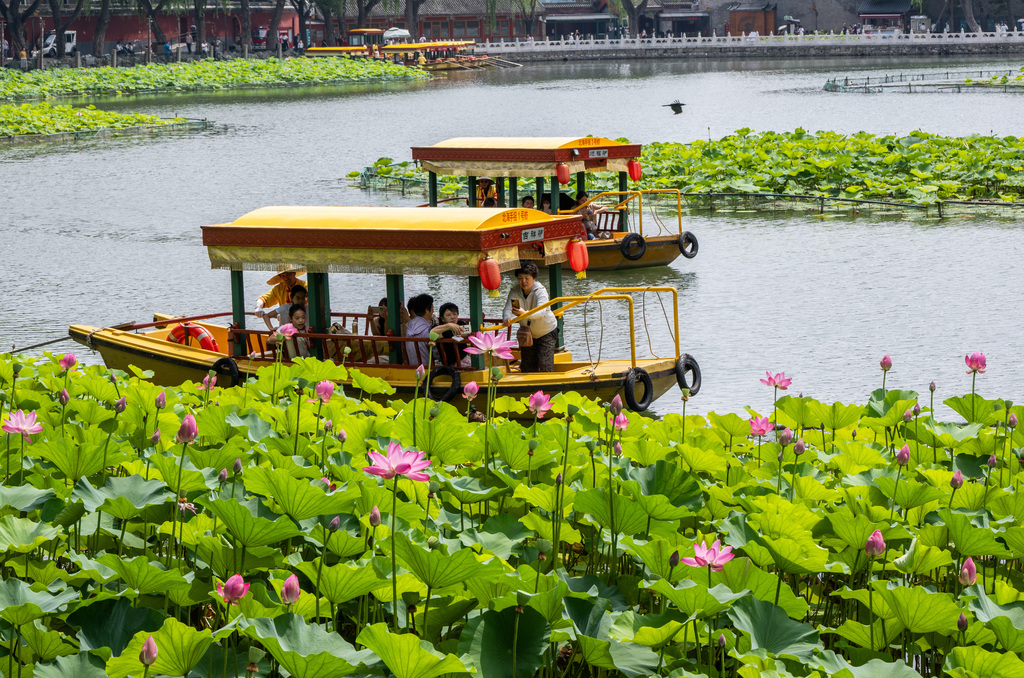 Lotus flowers at Beihai Park in Beijing enter their prime viewing period on July 1, 2026. /VCG