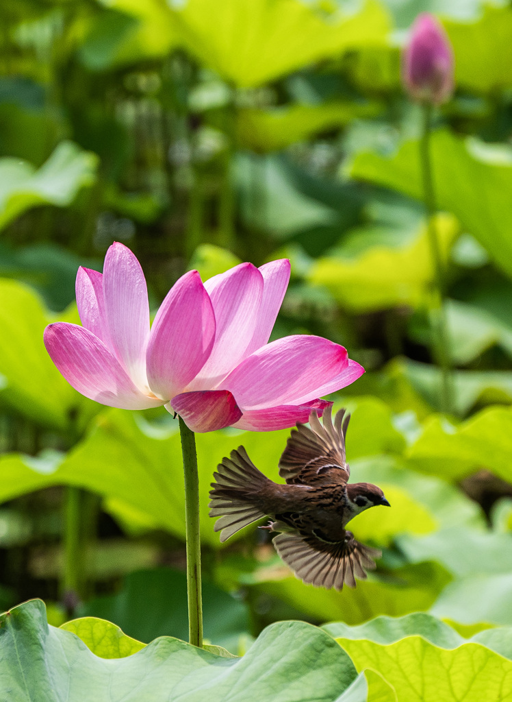 Lotus flowers at Beihai Park in Beijing enter their prime viewing period on July 1, 2026. /VCG