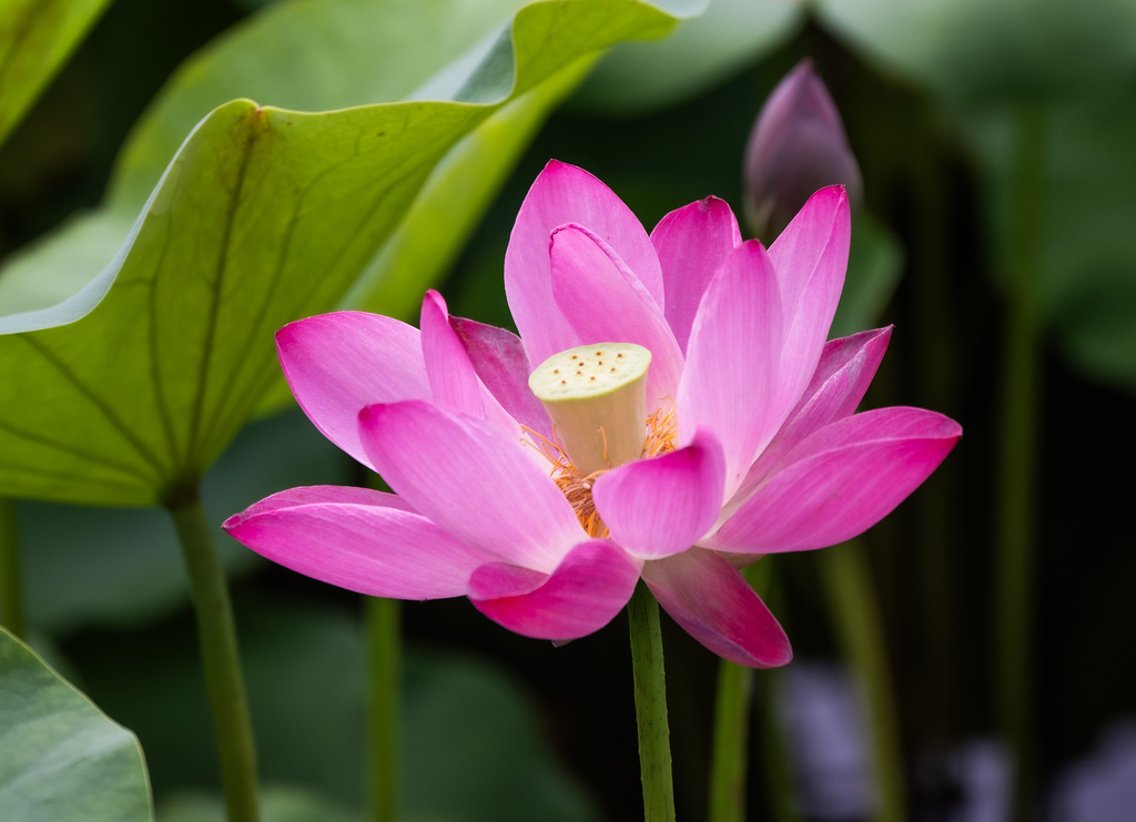 Lotus flowers at Beihai Park in Beijing enter their prime viewing period on July 1, 2026. /VCG