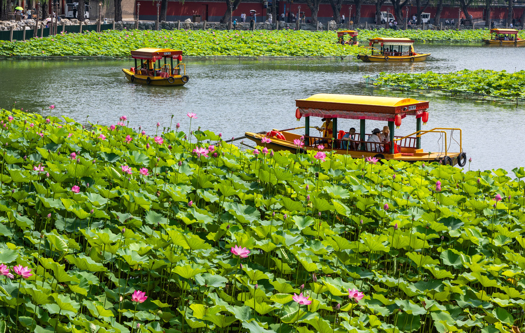 Lotus flowers at Beihai Park in Beijing enter their prime viewing period on July 1, 2026. /VCG