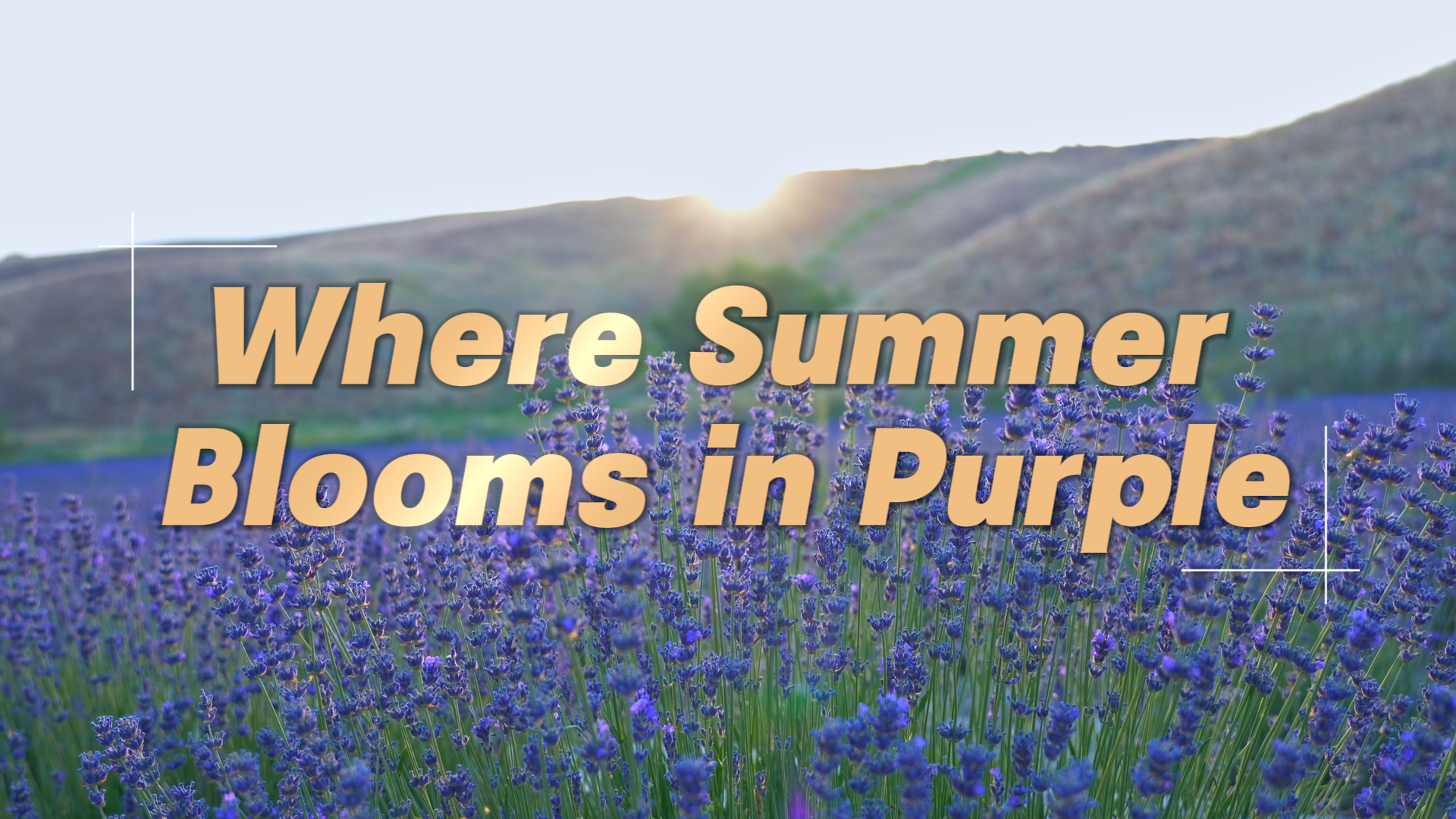 Lavender season paints Huocheng purple in Xinjiang