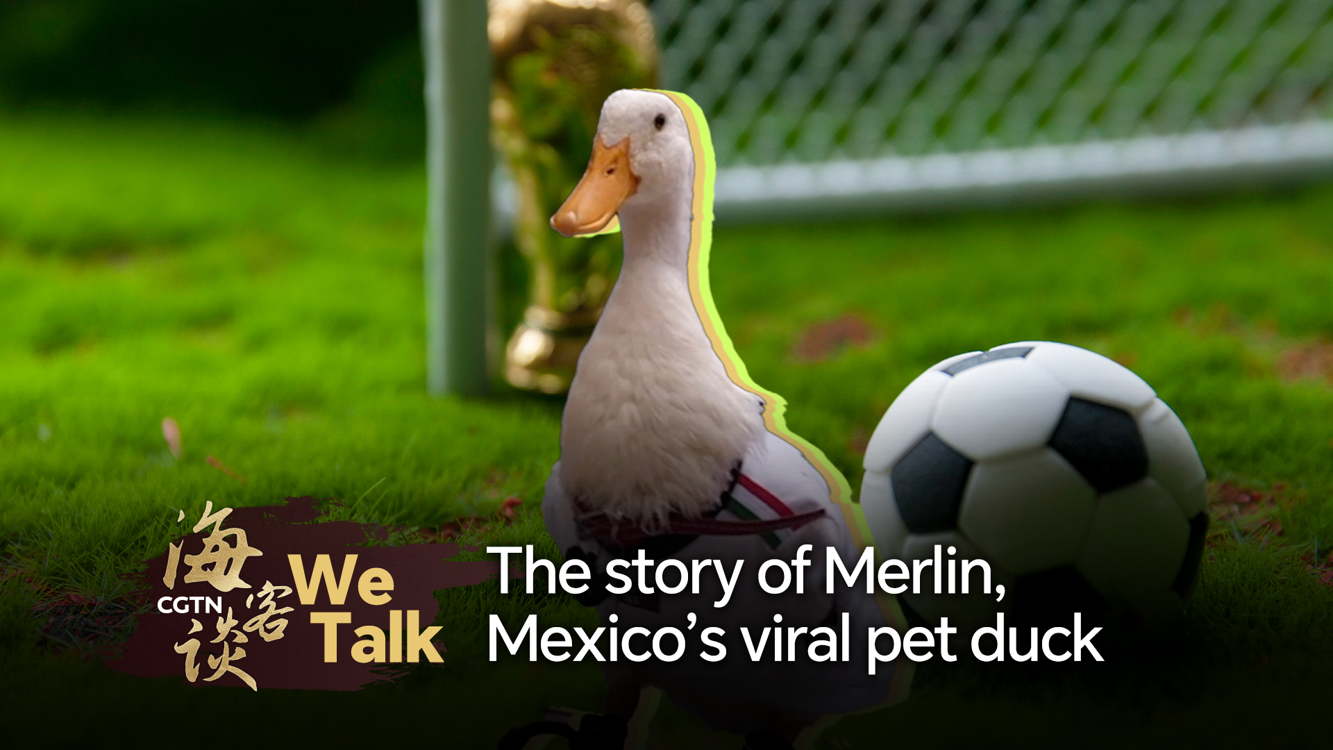 We Talk: The story of Merlin, Mexico's viral pet duck