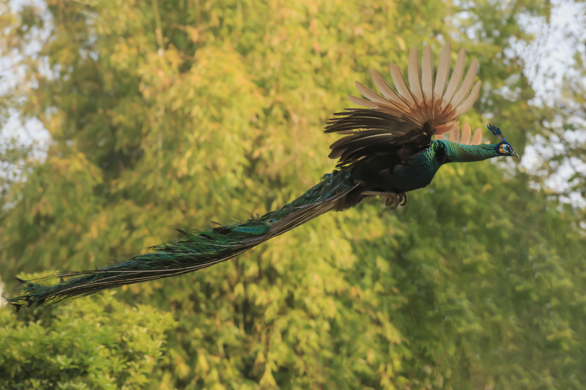 A green peafowl in Kunming, Yunnan Province, southwest China. /VCG