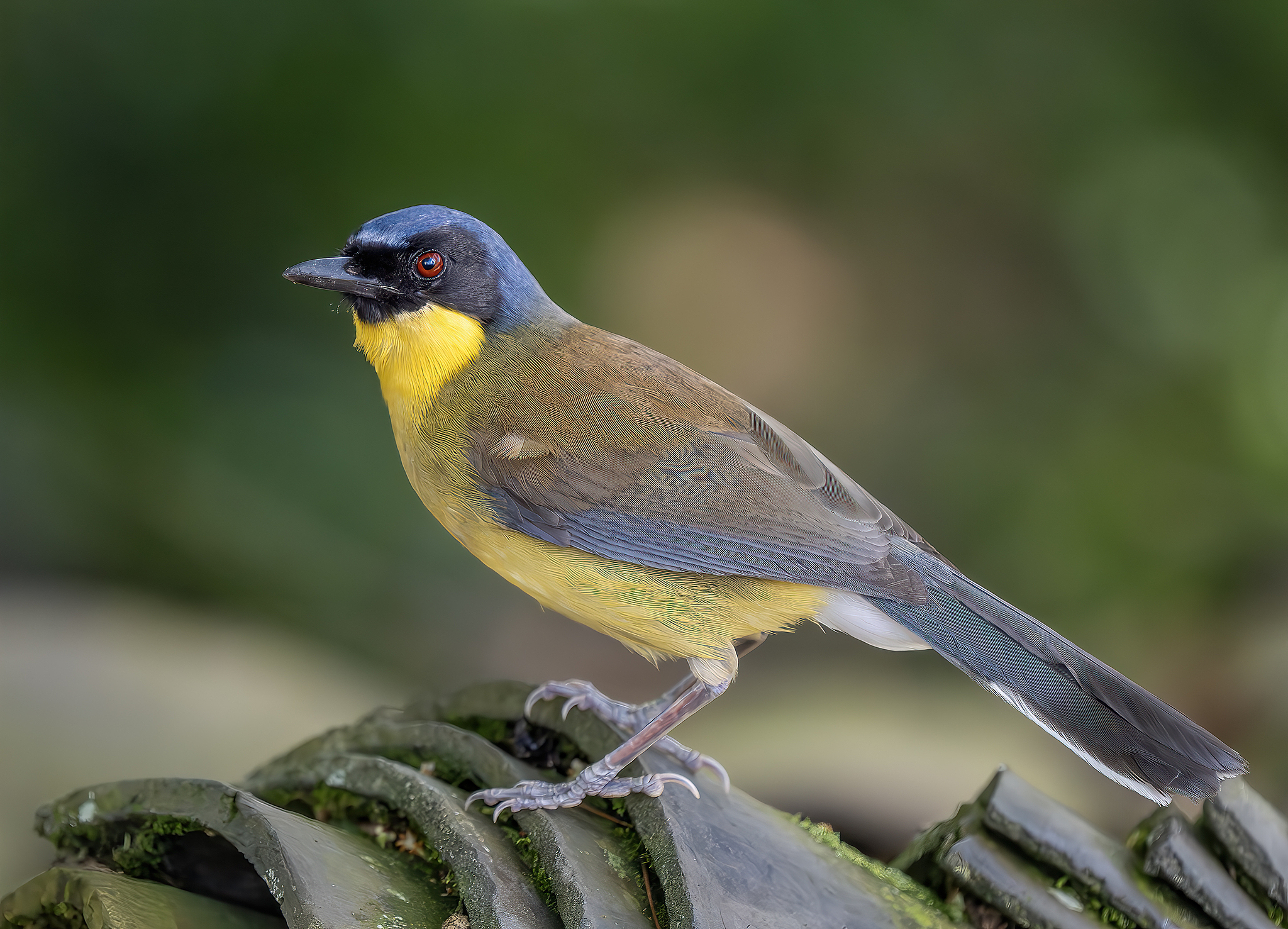 A blue-crowned laughingthrush. /VCG