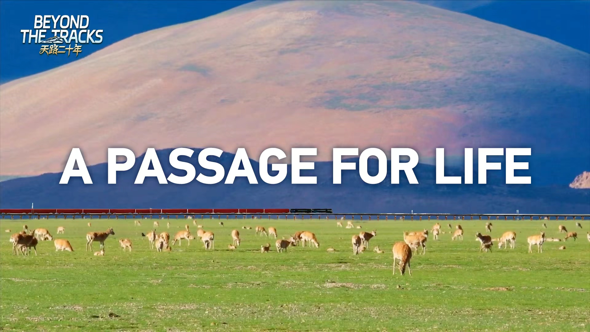 How the Qinghai-Xizang Railway makes room for wildlife