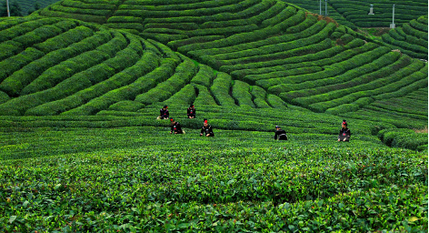 People pick tea leaves at a Yinqiu tea plantation in the Leigong Mountain area, southwest China's Guizhou Province. /UpGuizhou
