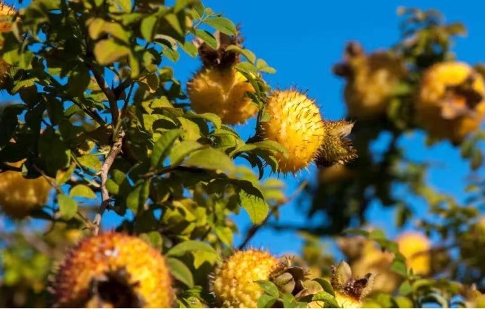 Rosa roxburghii, or chestnut rose, grow in southwest China's Guizhou Province. /UpGuizhou