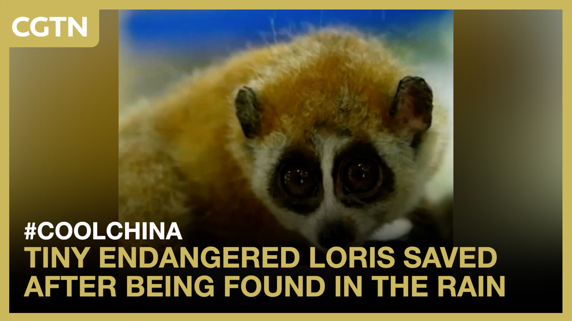 Tiny endangered loris saved after being found in the rain