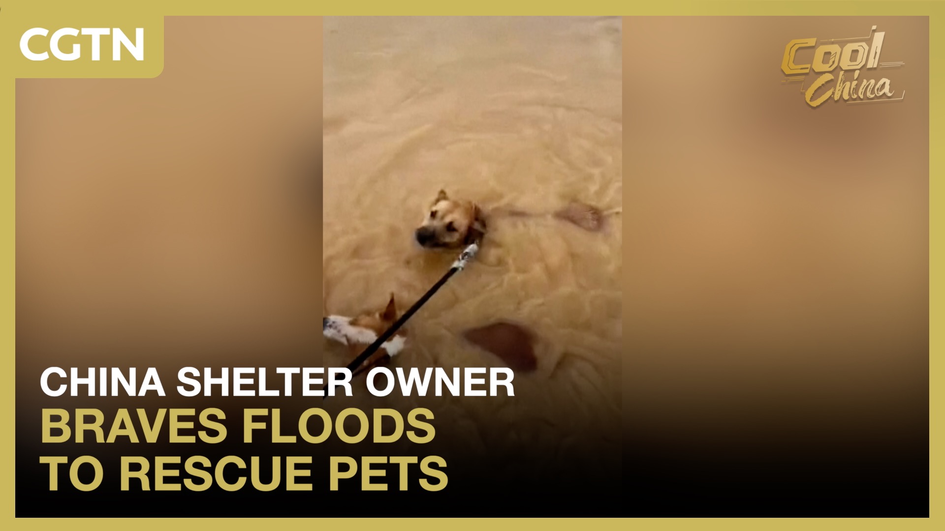 China shelter owner braves floods to rescue pets