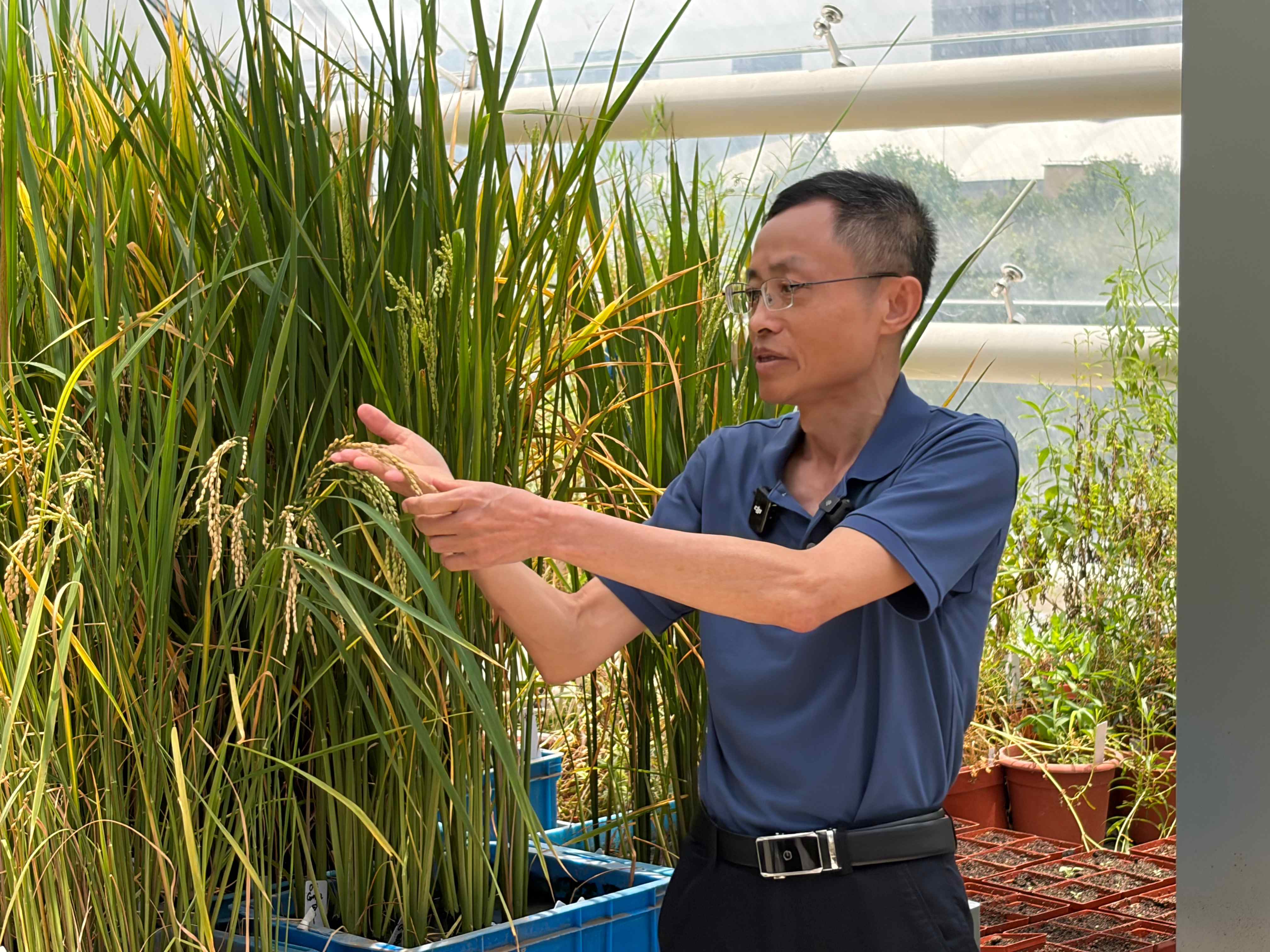 Lin Hongxuan, academician of Chinese Academy of Sciences, also a researcher of the CAS Center for Excellence in Molecular Plant Sciences, introduces the heat-tolerant rice in Shanghai, July 7, 2026. /Wu Bin, CGTN