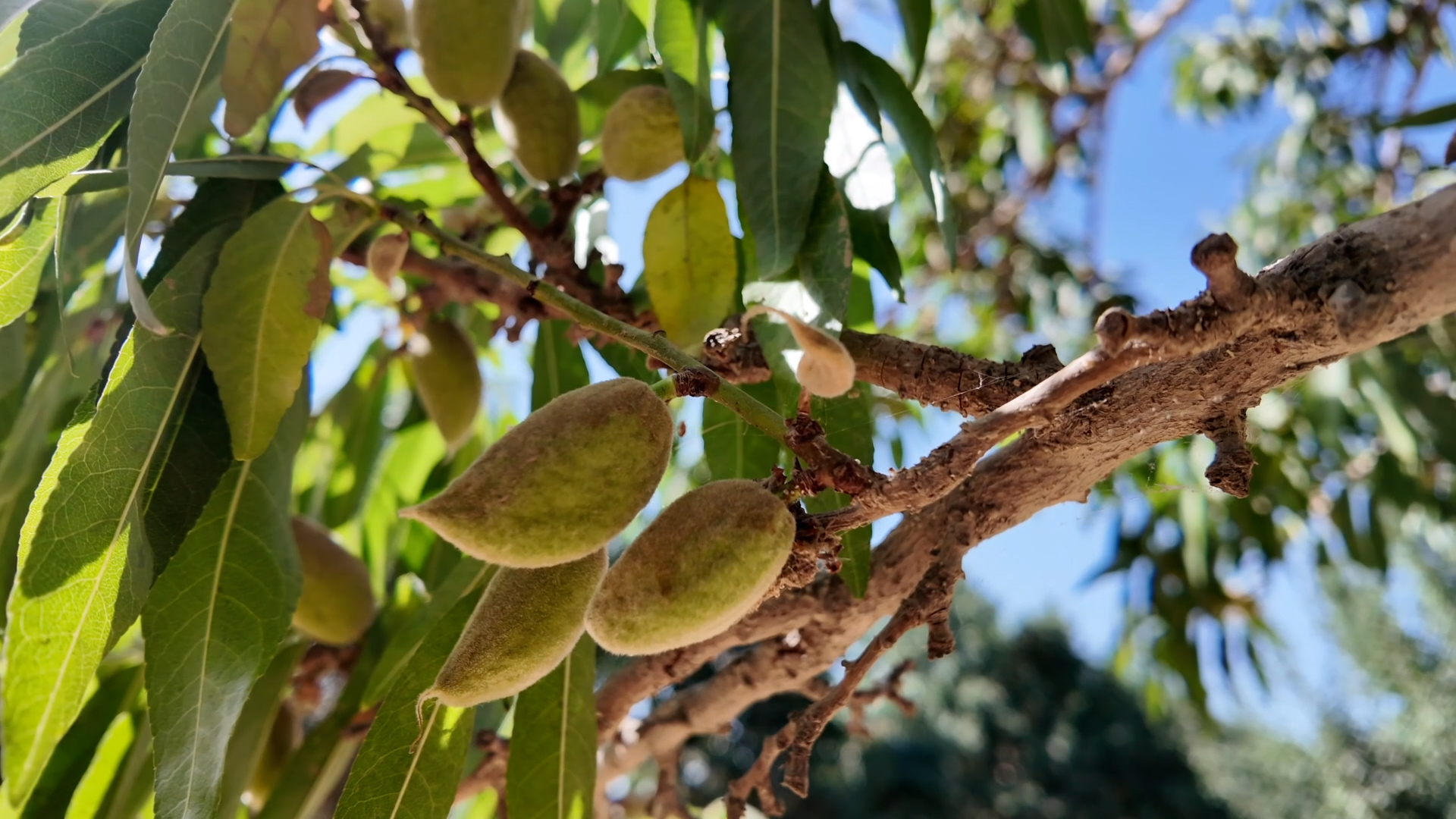 Xinjiang badam harvest heats up with e-commerce boost