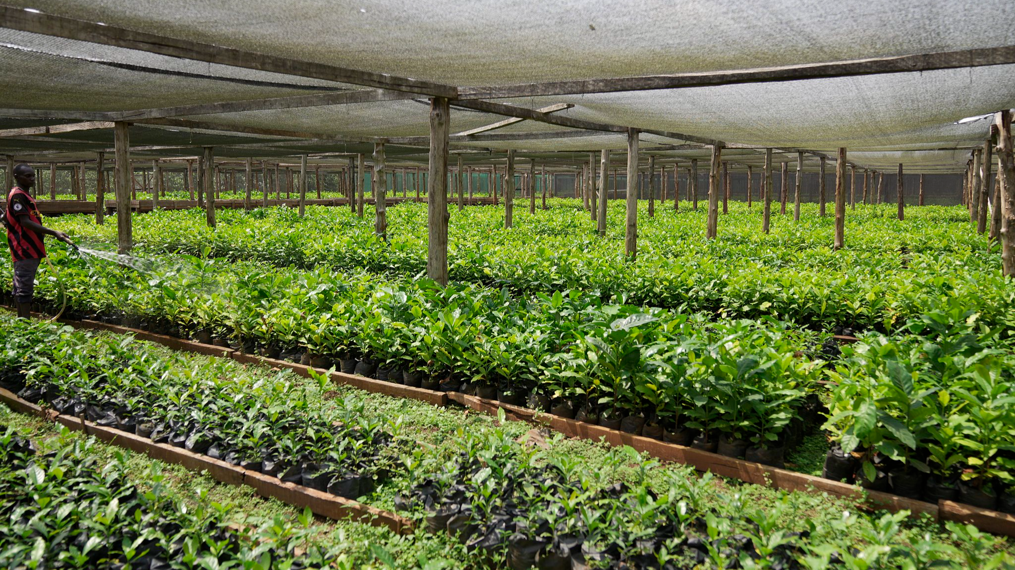 A worker tends to Excelsa coffee seedlings inside a greenhouse near Nzara, South Sudan, February 15, 2025. /VCG