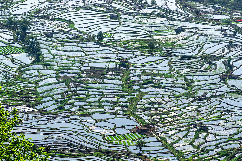 The Honghe Hani Rice Terraces, a UNESCO World Heritage Site, in southwest China's Yunnan Province, March 12, 2026. /CFP