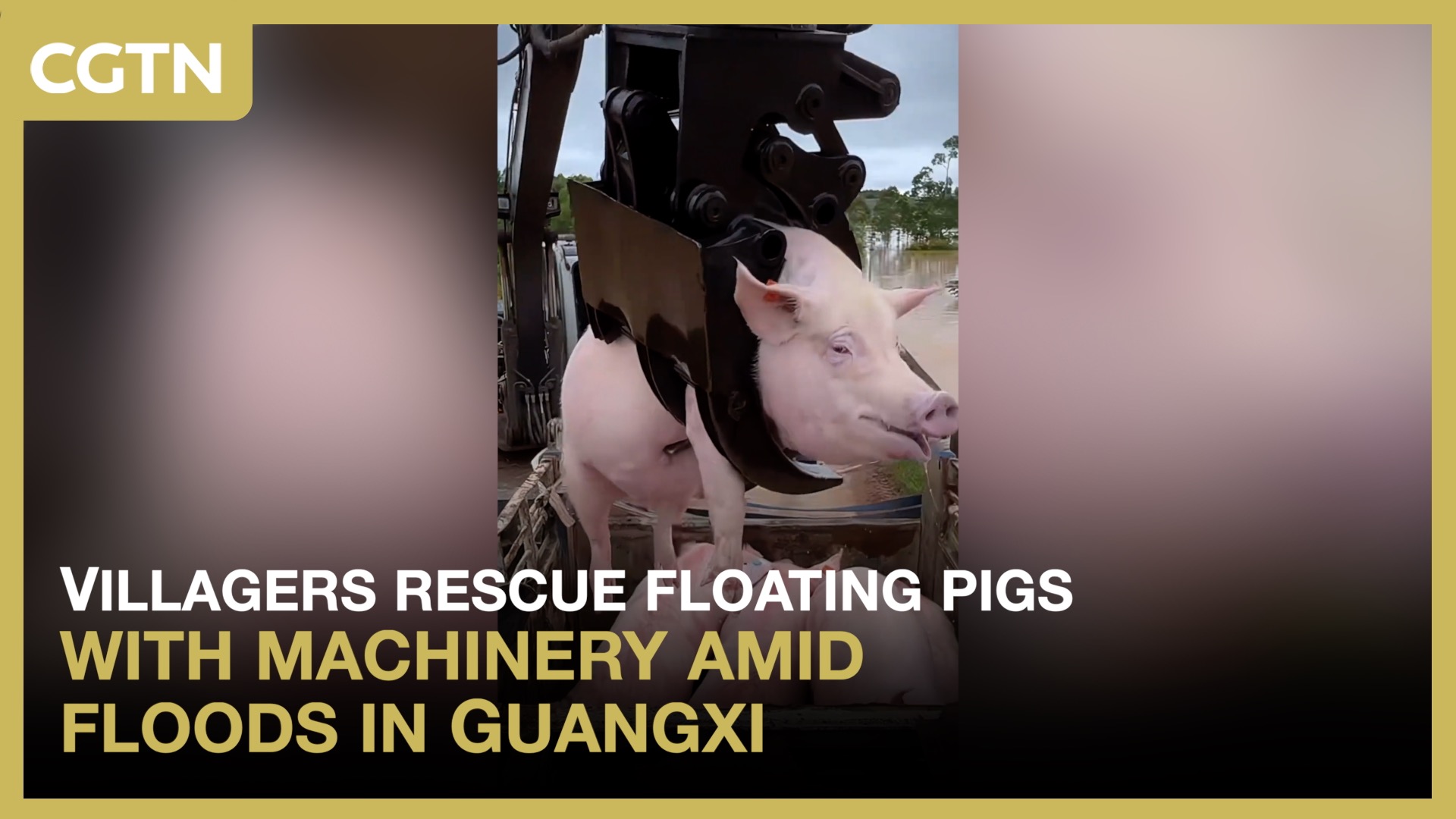 Villagers rescue floating pigs with machinery amid floods in Guangxi