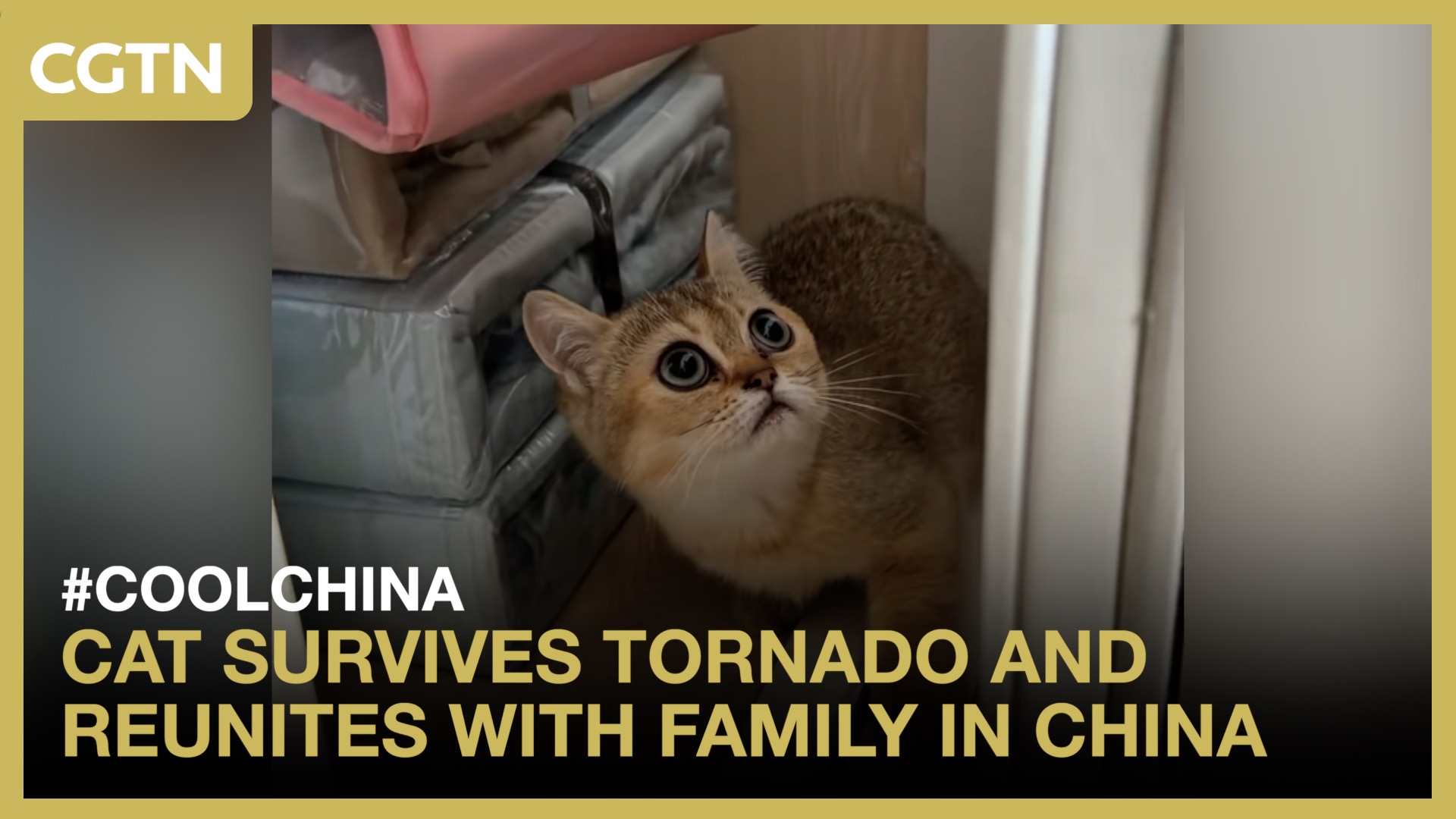 Cat survives tornado and reunites with family in China