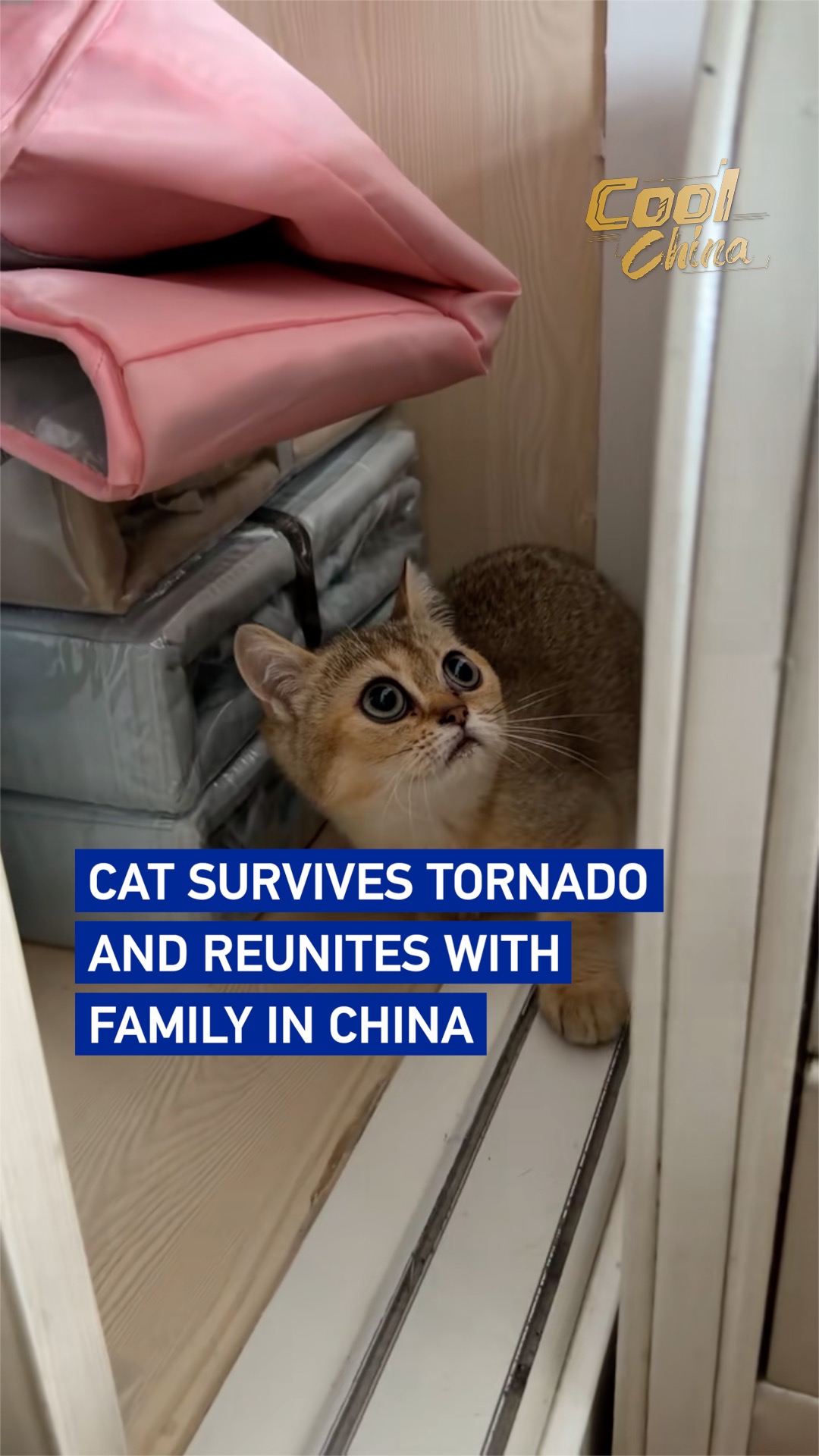 Cat survives tornado and reunites with family in China