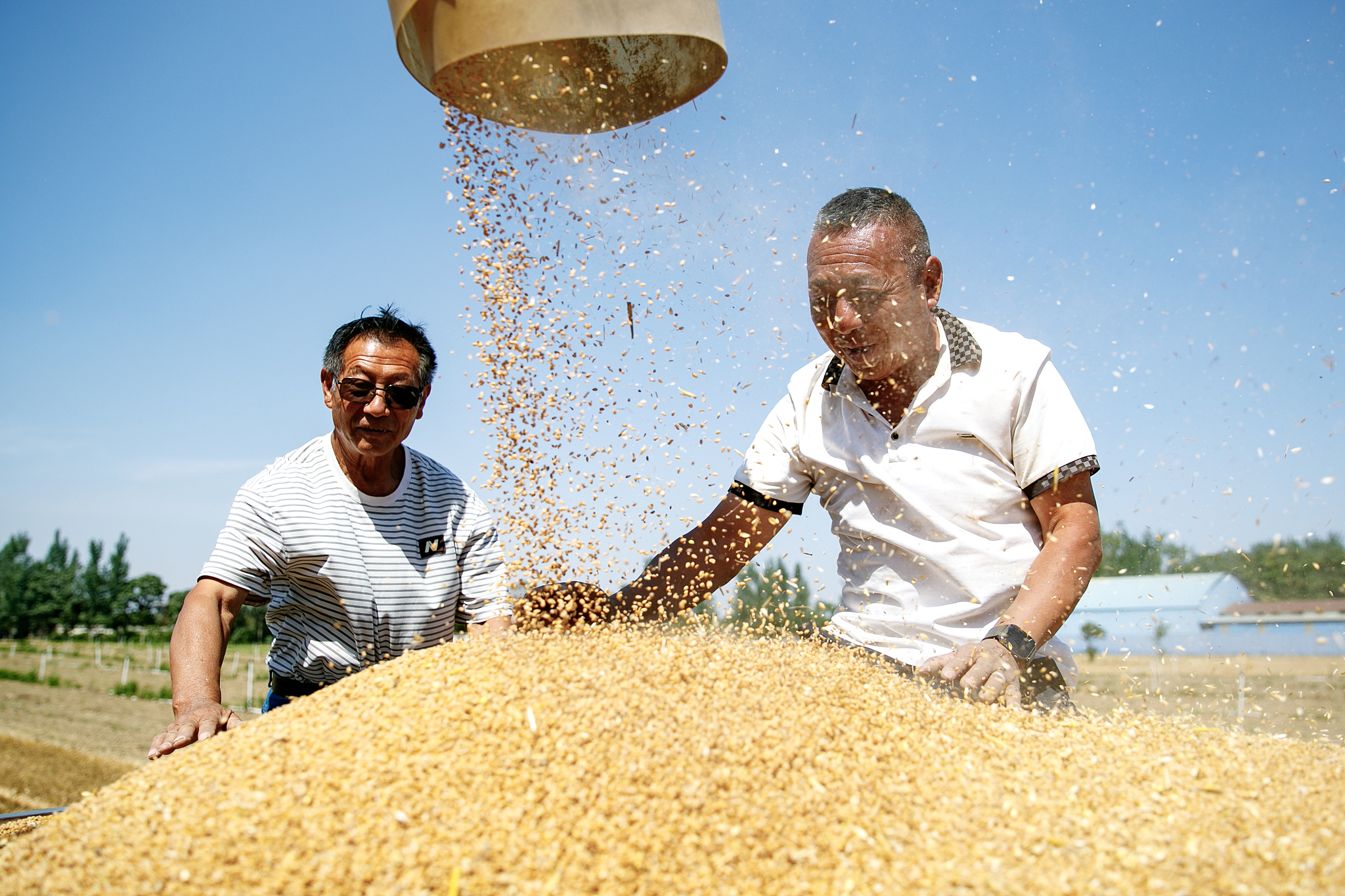 Farmers harvest wheat in a field in Fanzhuang Village, Shangtun Town, Shangqiu City, central China's Henan Province, June 4, 2026. /VCG