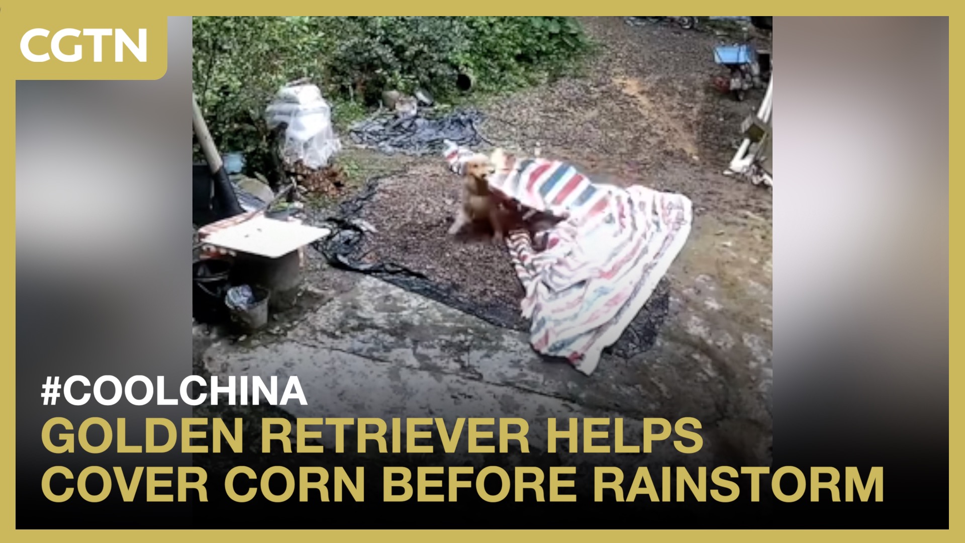 Golden retriever covers corn before rainstorm