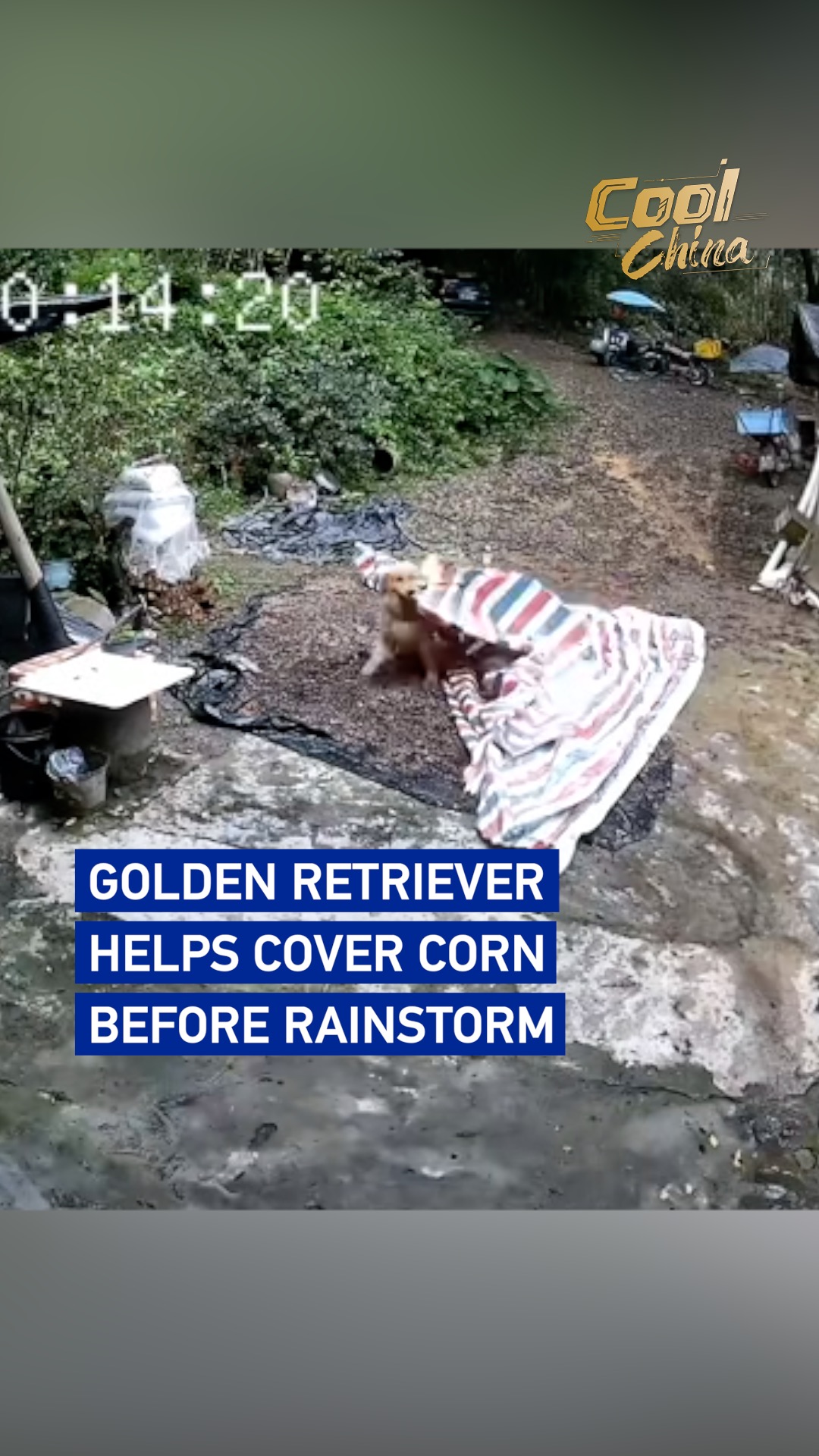 Golden retriever covers corn before rainstorm