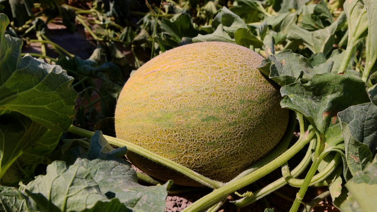 Sweet melon harvest boosts rural revitalization in China’s Xinjiang