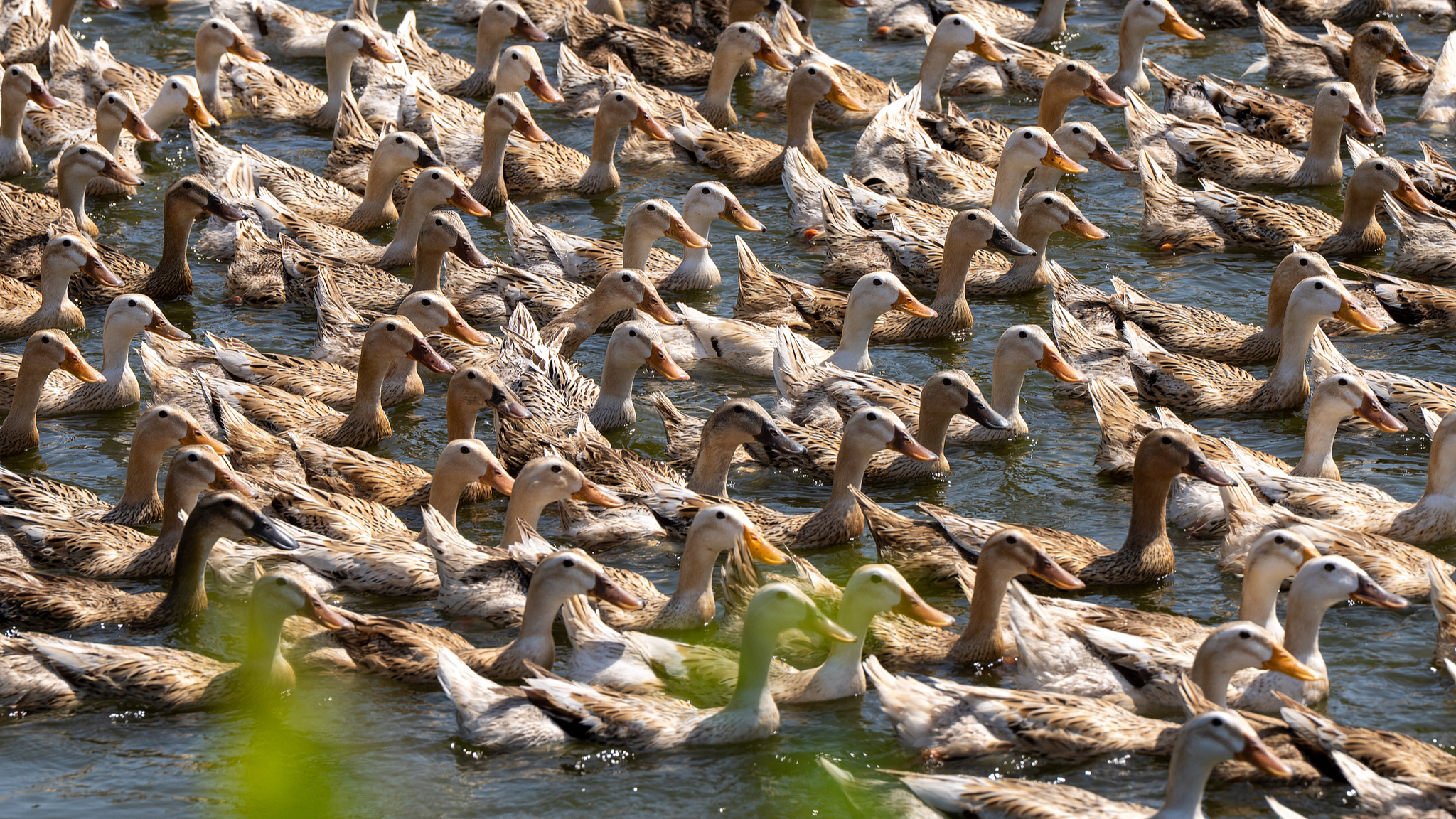 A flock of ducks floats at a breeding base in Jinhua, Zhejiang Province, east China, May 1, 2026. /CFP