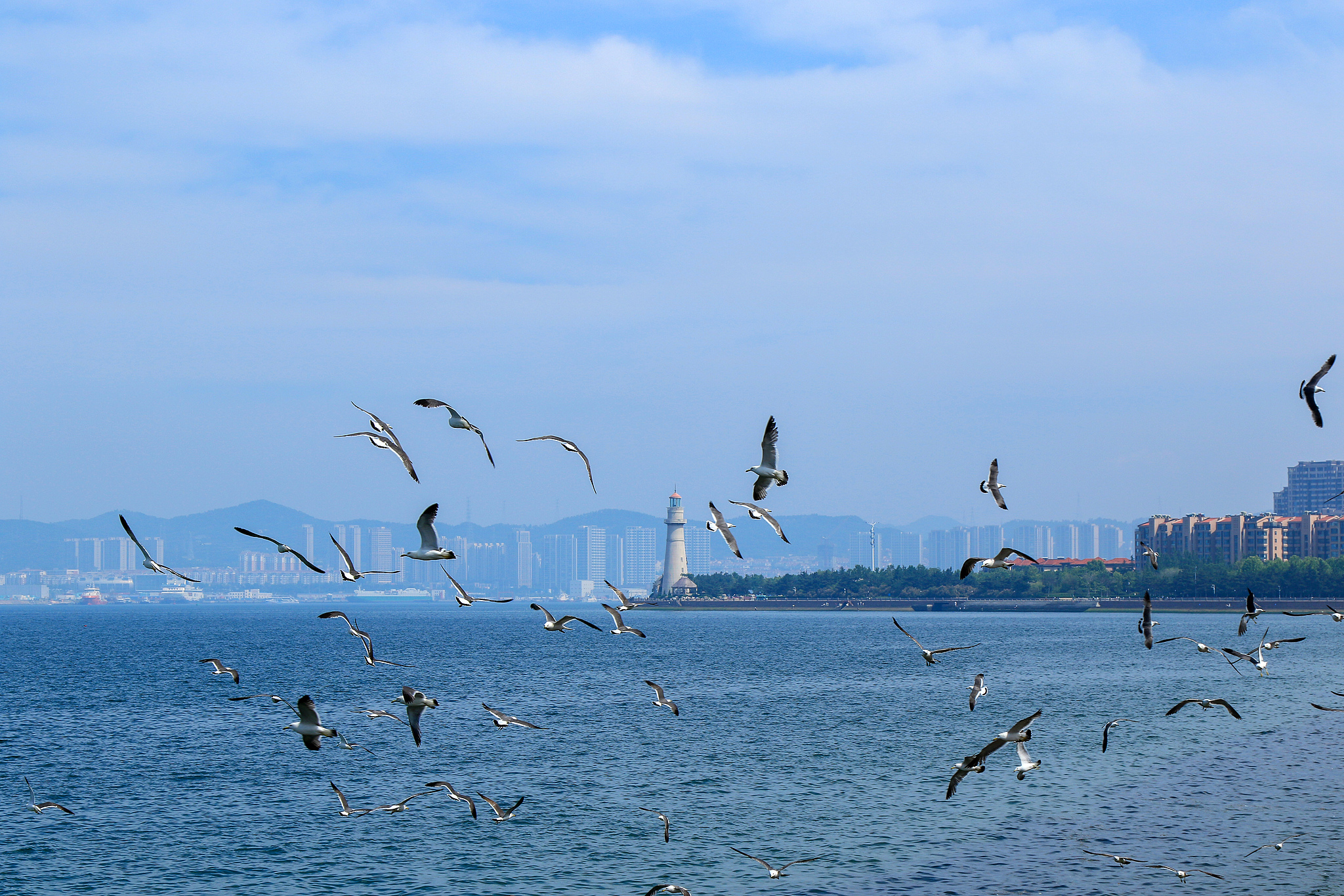 A view of the white lighthouse at Yuehai Park, with seagulls flying in the sky, Weihai, Shandong province, east China, June 26, 2026. /VCG