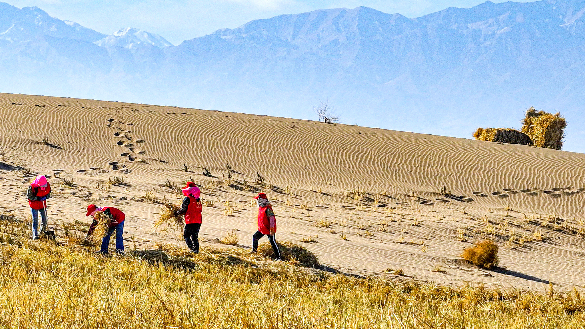 Desert control workers constructed sand barriers and windbreak belts to 