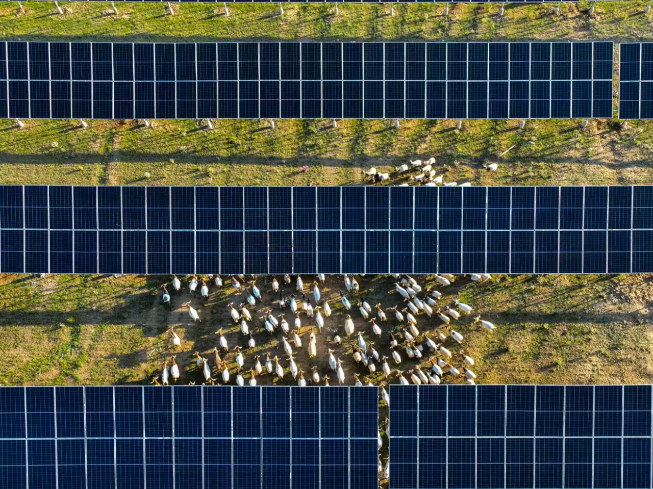 A flock of sheep grazes beneath rows of solar photovoltaic panels in the Talatan area of the Hainan Zang Autonomous Prefecture in northwest China's Qinghai Province. /Photo provided by Hainan Prefecture