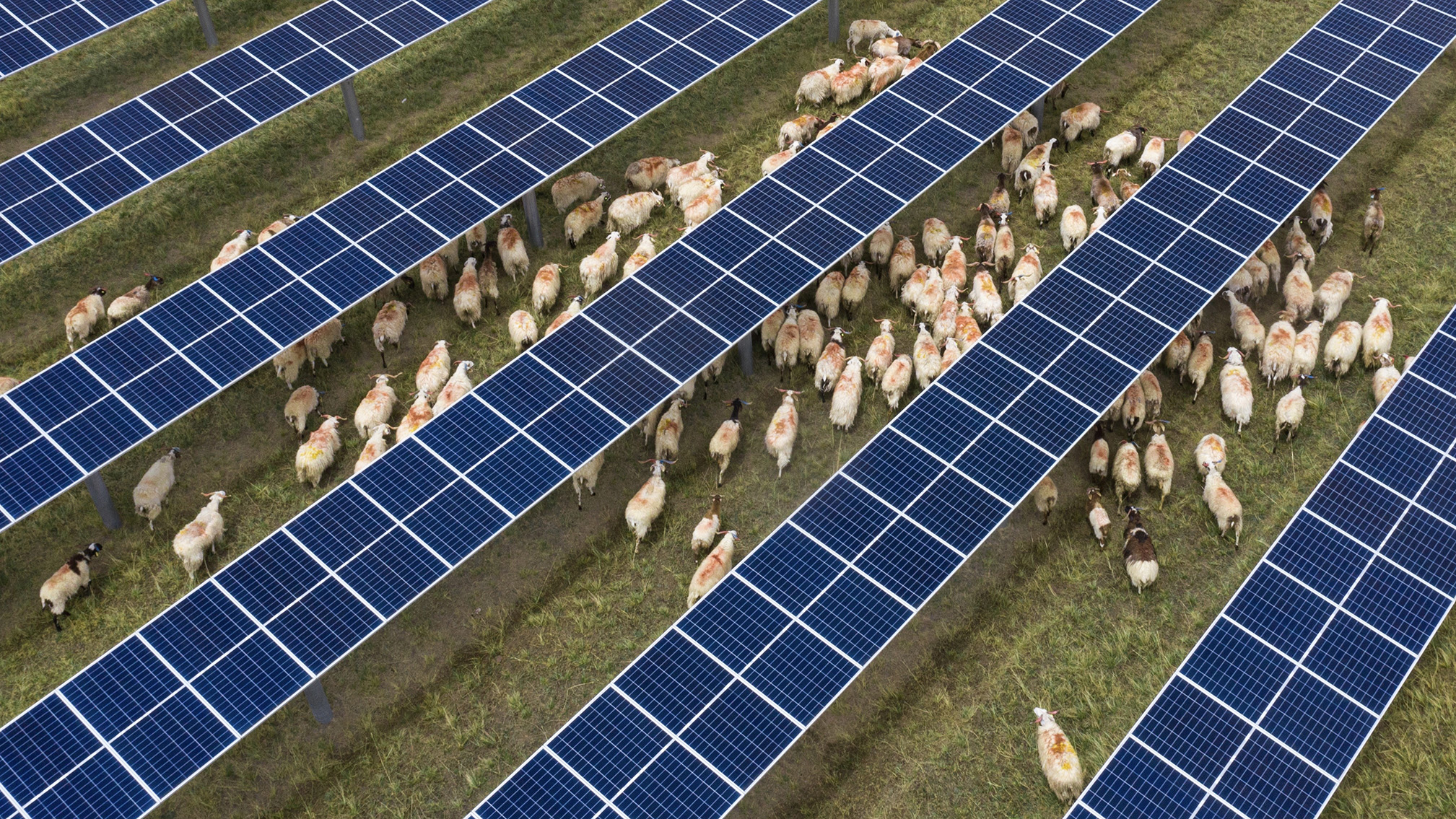 A flock of sheep grazes beneath rows of solar photovoltaic panels in the Talatan area of the Hainan Zang Autonomous Prefecture in northwest China's Qinghai Province. /Photo provided by Hainan Prefecture