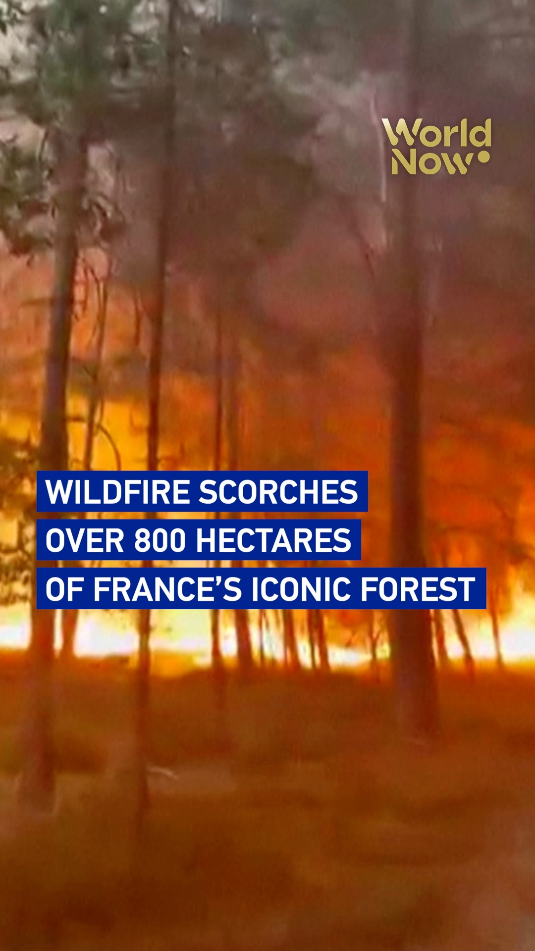 Wildfire scorches over 800 hectares of France's iconic forest