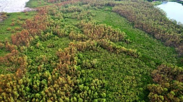Picture of mangroves took during the remote sensing monitoring mission. /South China Sea Bureau of the Ministry of Natural Resources