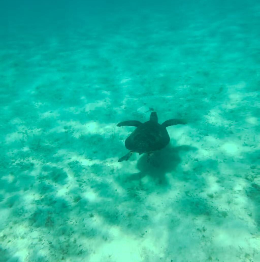 A green sea turtle in the sea. /South China Sea Institute of Oceanology, Chinese Academy of Sciences