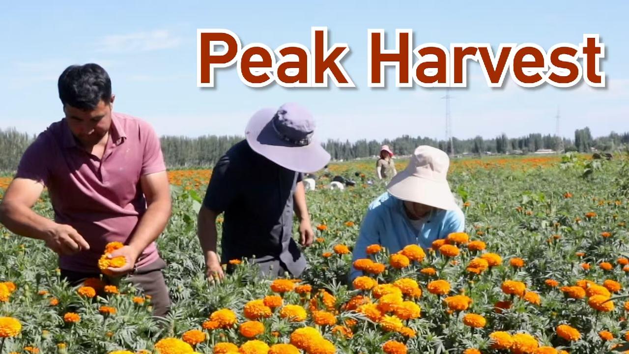 Shache County turns marigolds into cash crop for local farmers