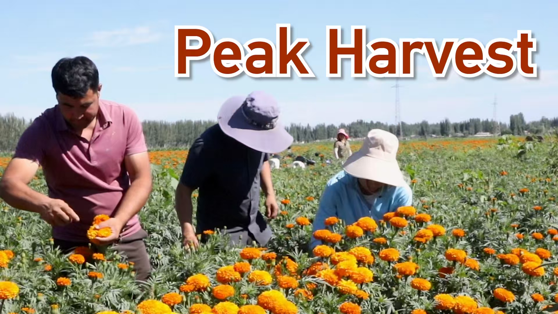 Shache County turns marigolds into cash crop for local farmers