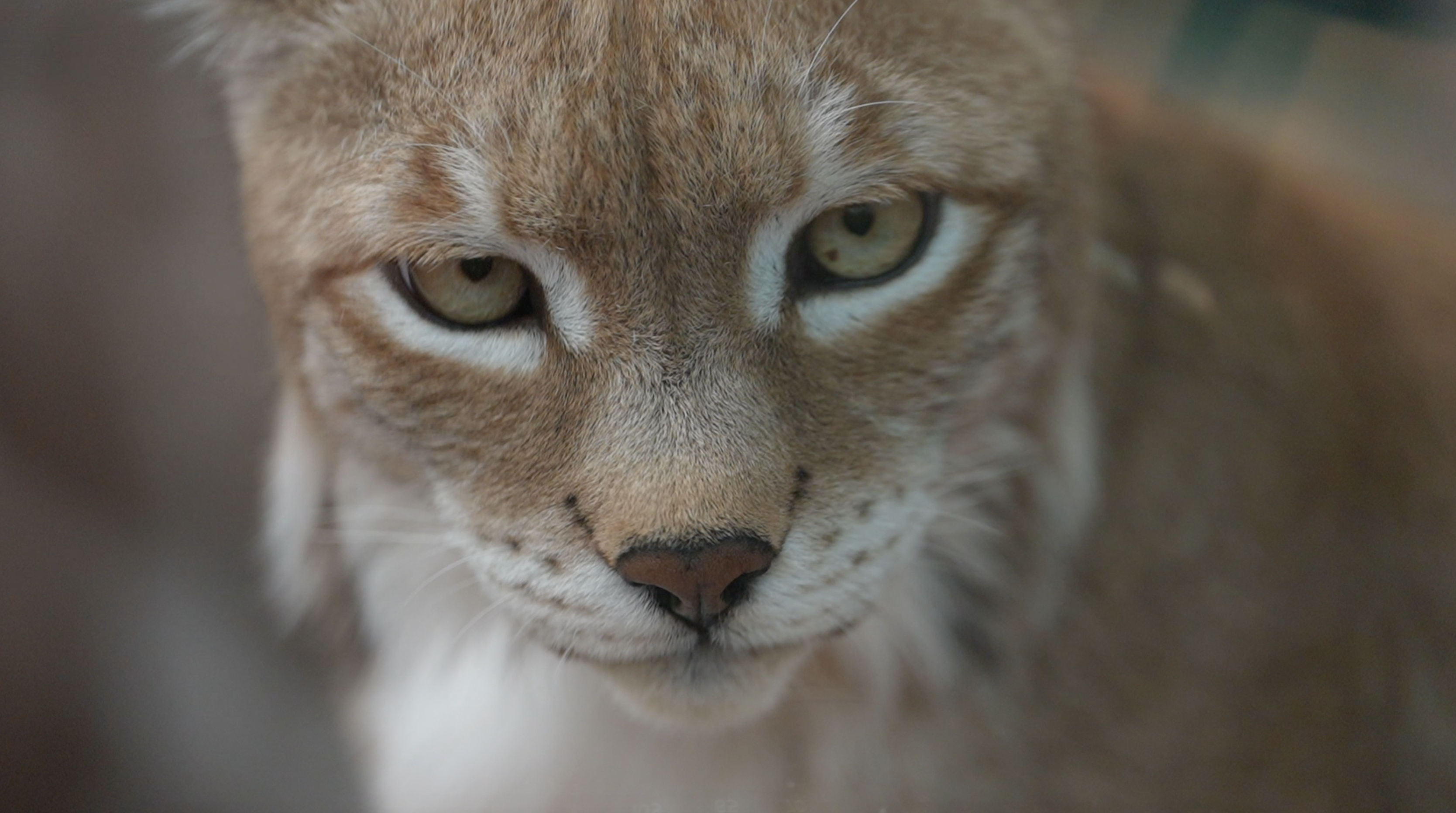 A Eurasian lynx looks at the camera, Xining, northwest China's Qinghai Province, July 6, 2026. Chang Ruixiang/CGTN