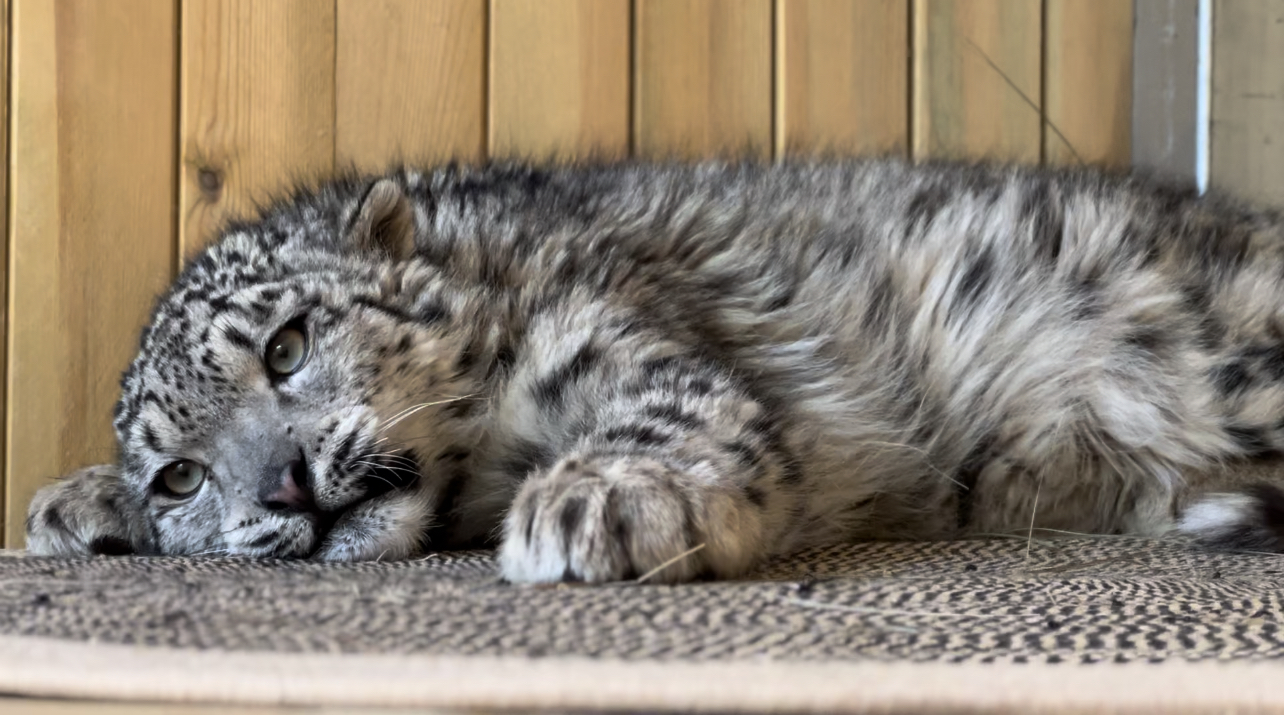 Ling Xiaozhe, a rescued snow leopard, after a period of rehabilitation. /Xining Wildlife Park