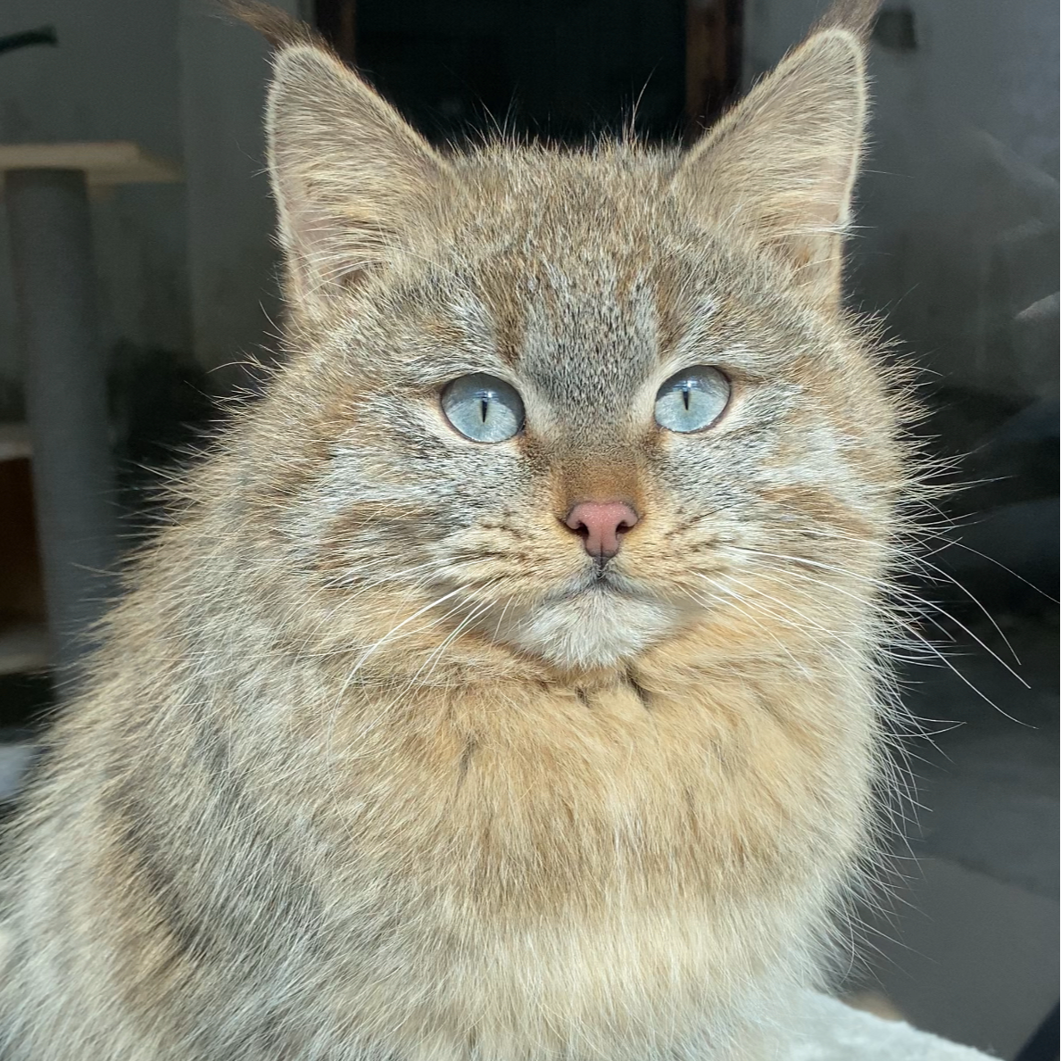 A view of a rescued Chinese mountain cat. /Xining Wildlife Park