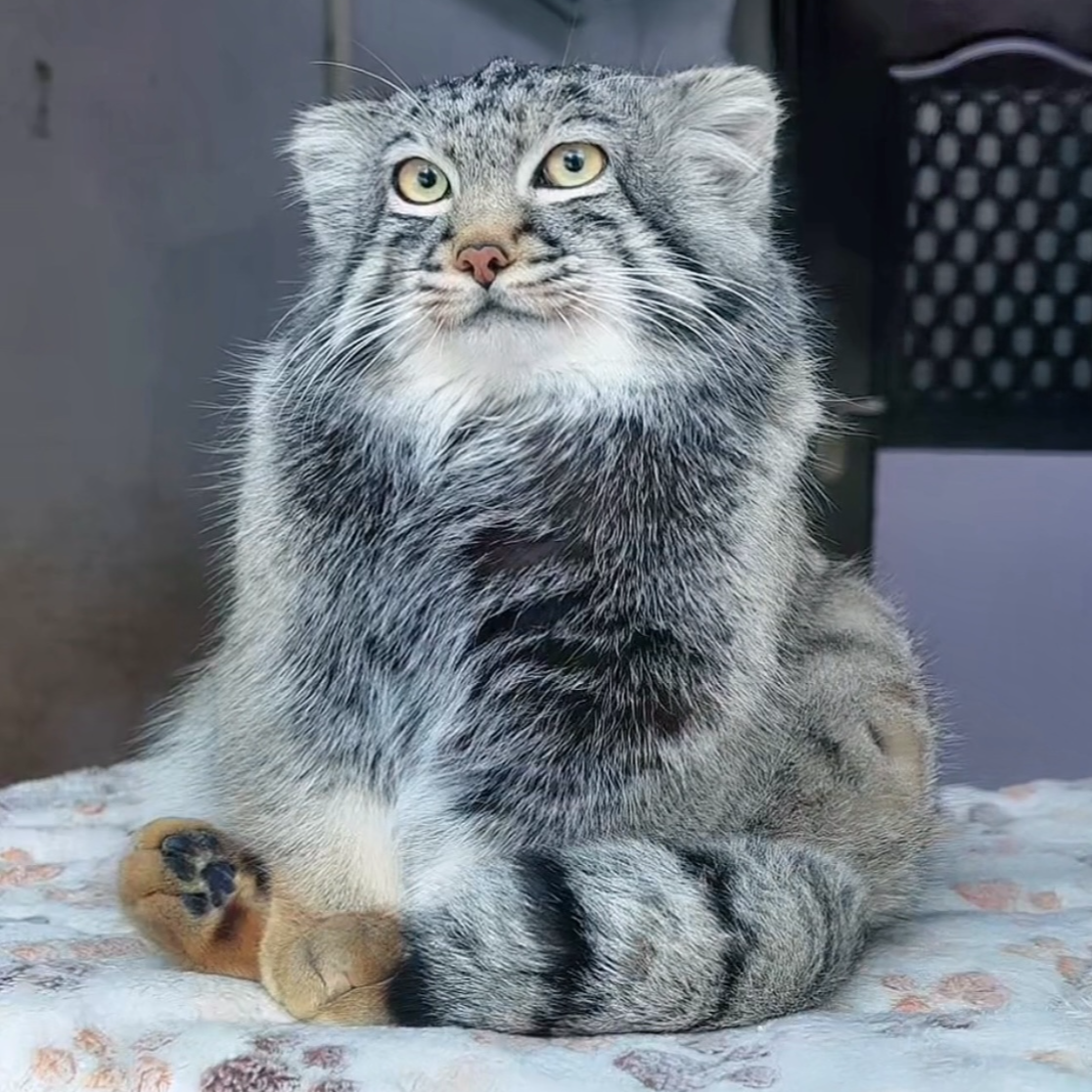 A rescued Pallas's cat with its characteristically expressive face. /Xining Wildlife Park