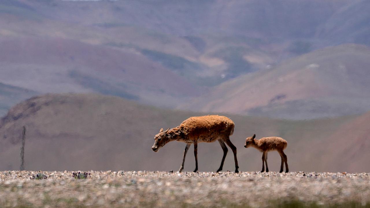 Live: Witnessing motherhood during Tibetan antelope migration season