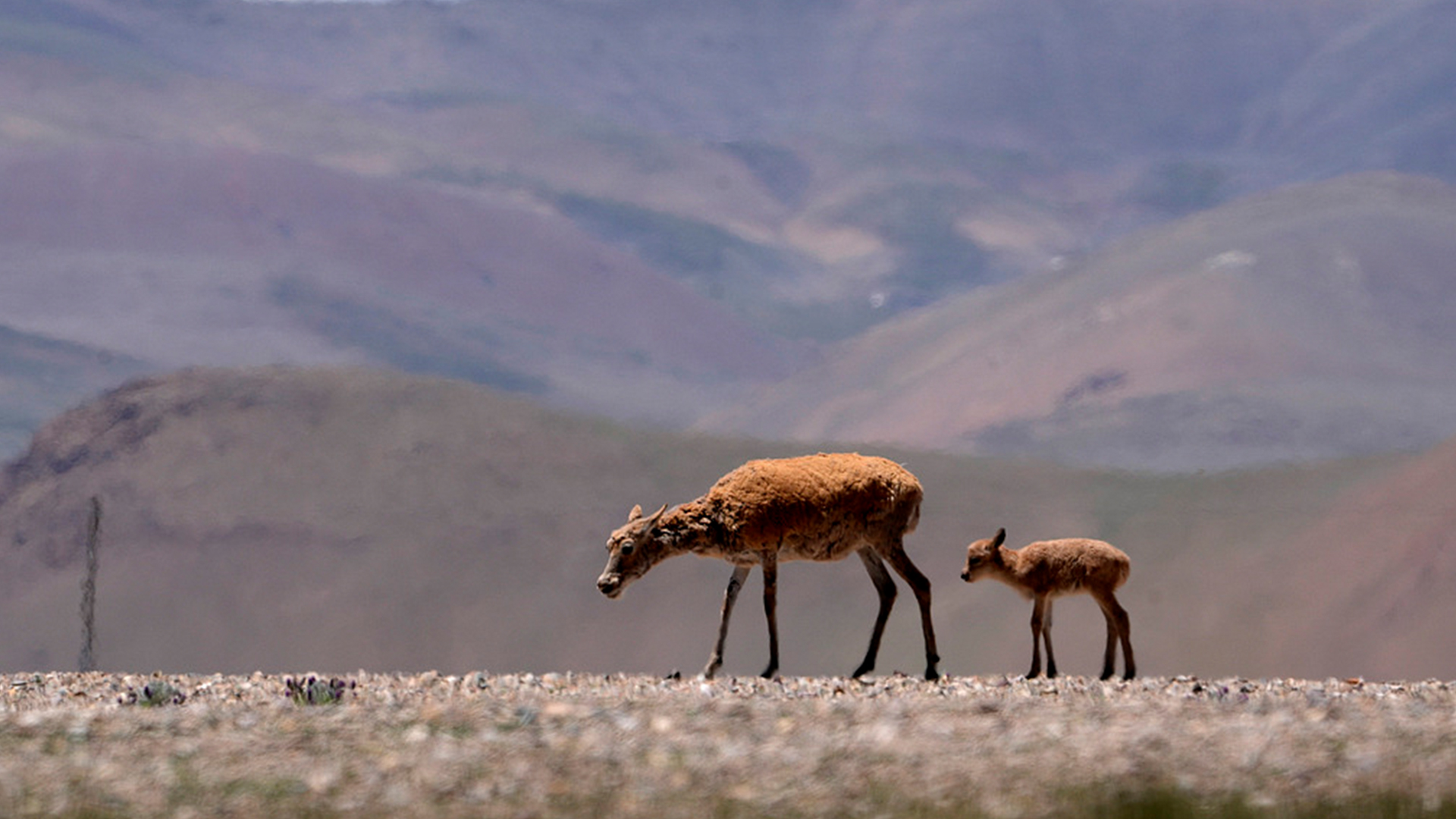 Live: Witnessing motherhood during Tibetan antelope migration season