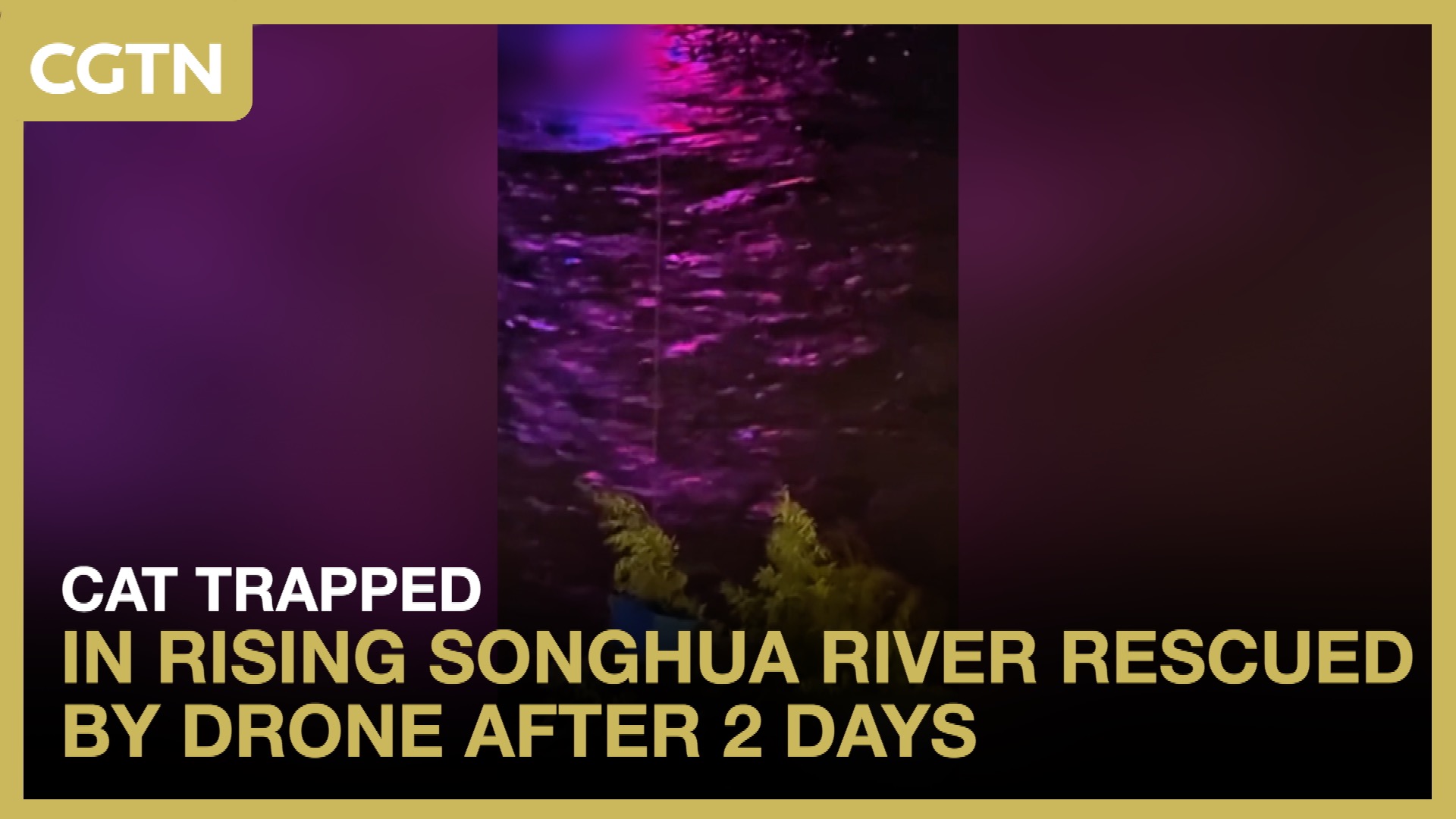 Cat trapped in rising Songhua River rescued by drone after 2 days