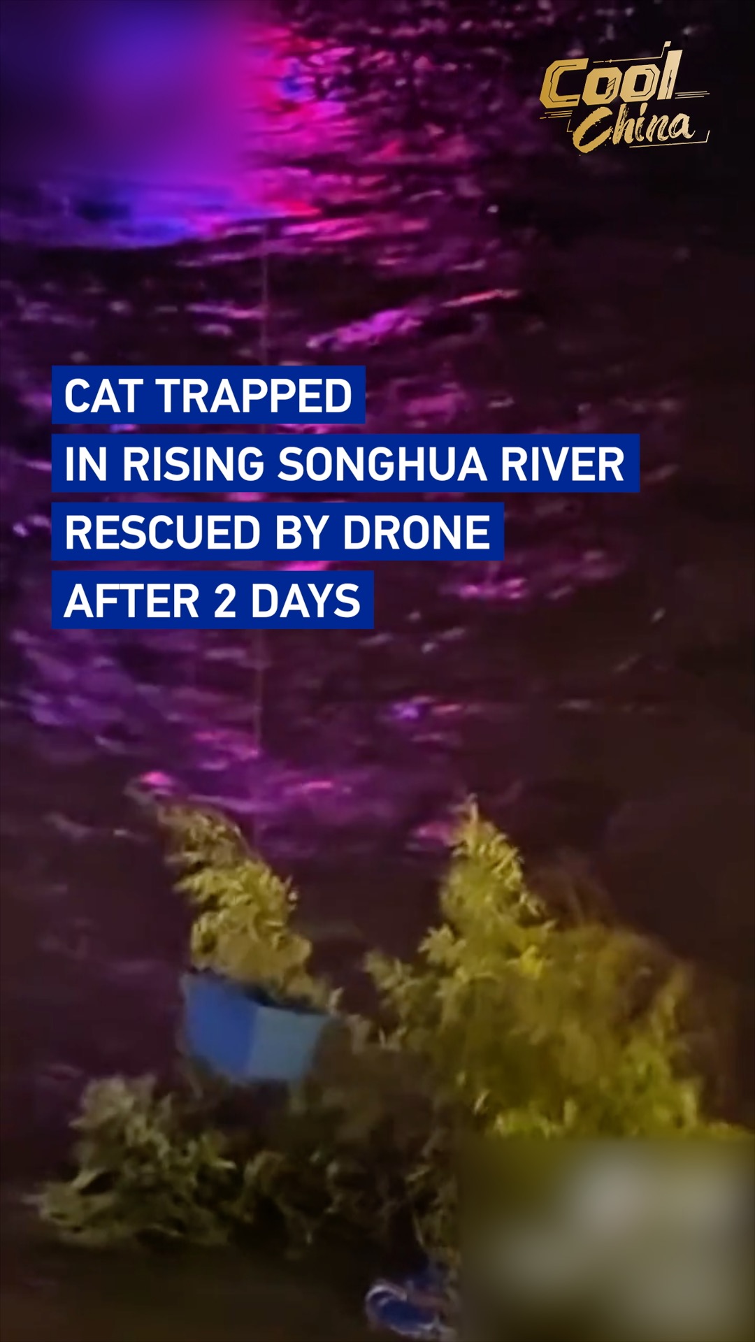 Cat trapped in rising Songhua River rescued by drone after 2 days
