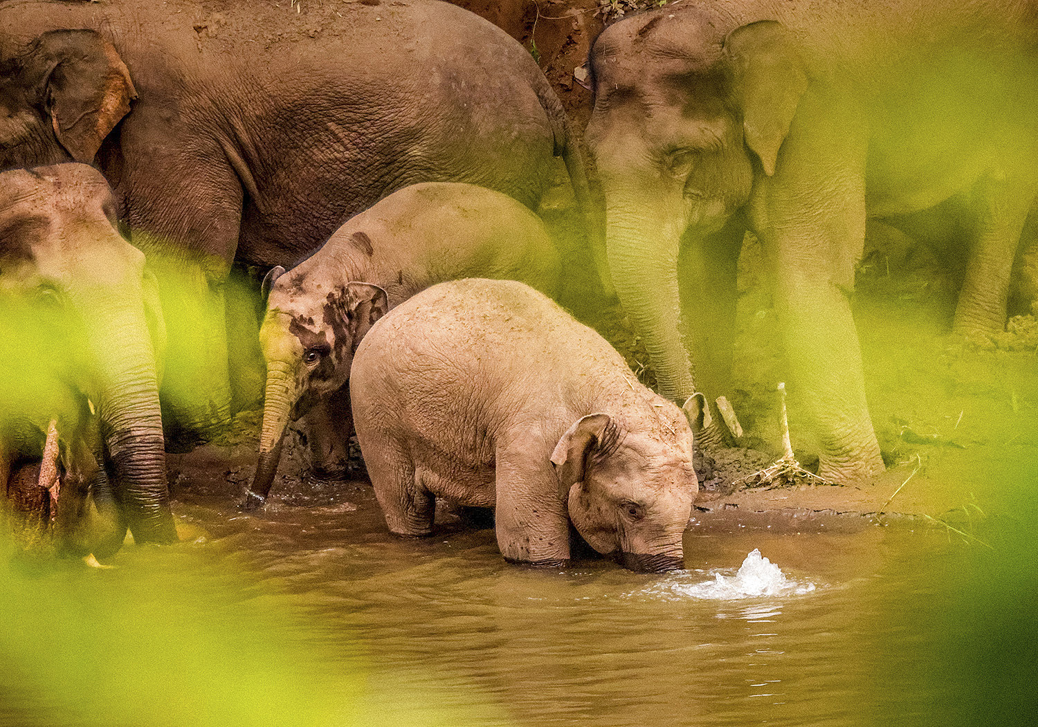 Asian elephants frolic in the forest in Yunnan Province, southwest China, October 13, 2021. /VCG
