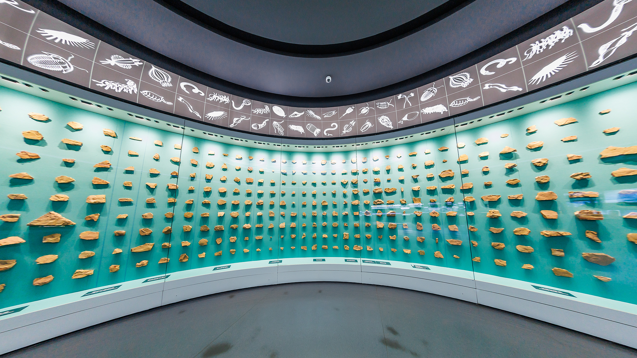 Fossils spanning different geological periods are displayed at the Chengjiang Fossil Site Natural History Museum in Yuxi, Yunnan Province, southwest China, November 5, 2022 /VCG