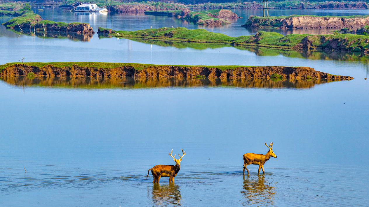 Milu deers, also known as Pere David's deers wade through lush wetlands in Yancheng, Jiangsu Province, July 16, 2026. /CFP